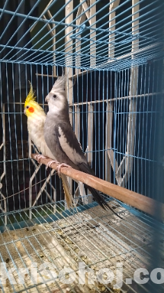 কোকাটেল/Cockatail